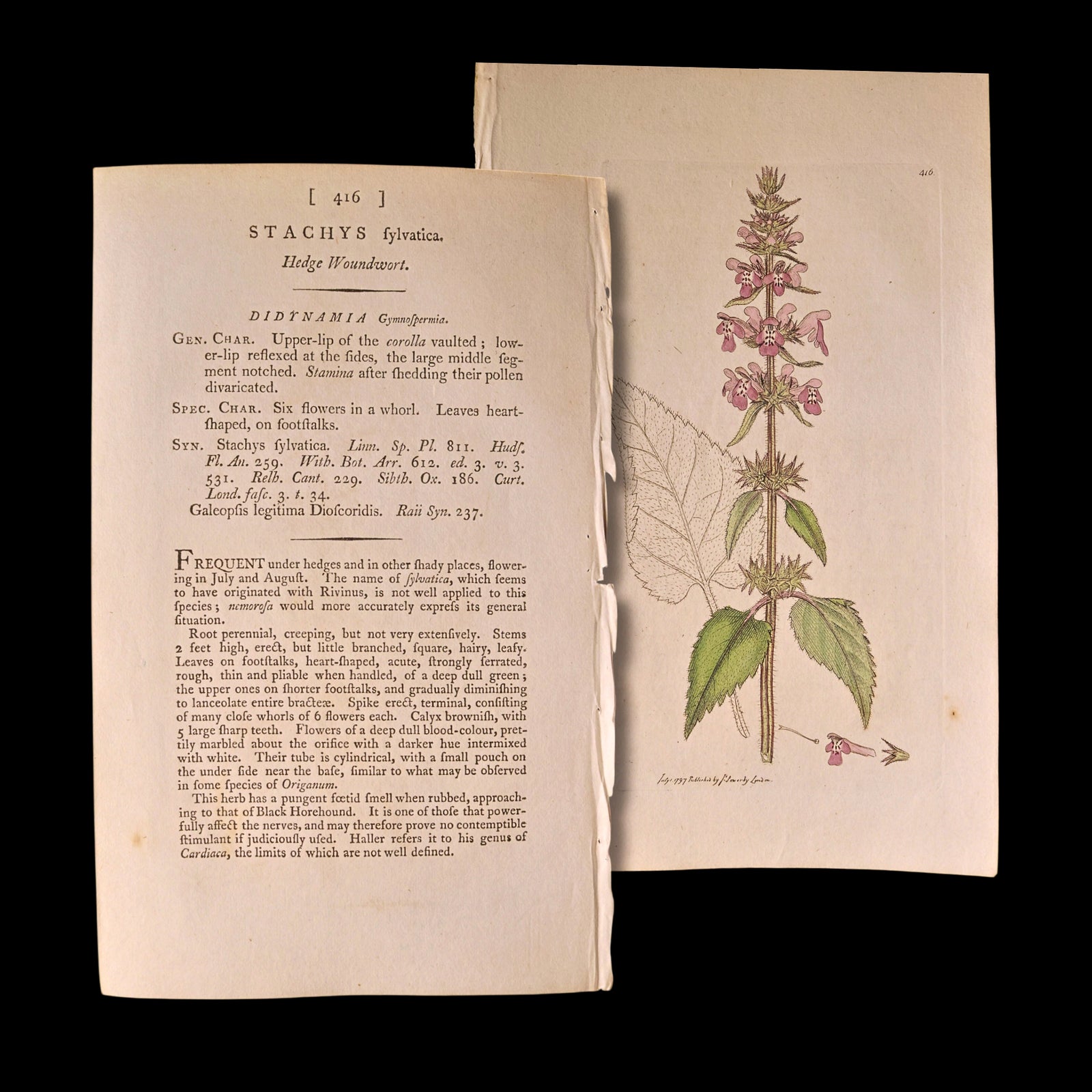 Antique Botany Print, From "English Botany" by James Sowerby - c. 1790 to 1814 - London, England