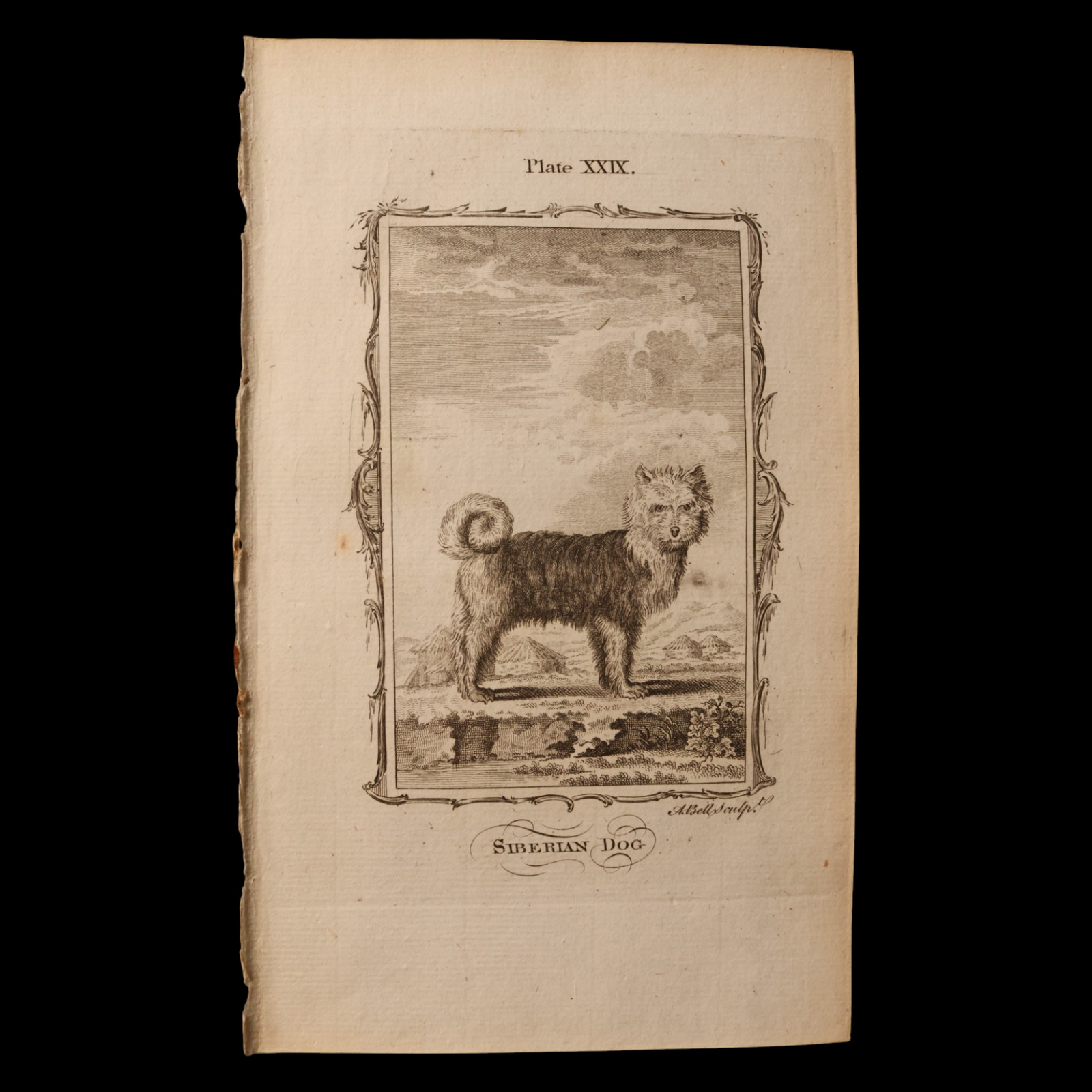 Antique Dog Print, From "Natural History, General and Particular" - 1785 - London