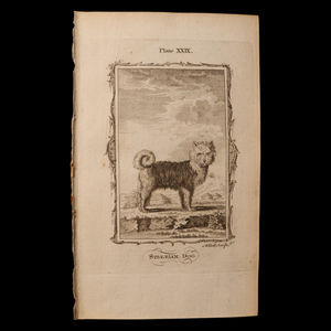 Antique Dog Print, From "Natural History, General and Particular" - 1785 - London