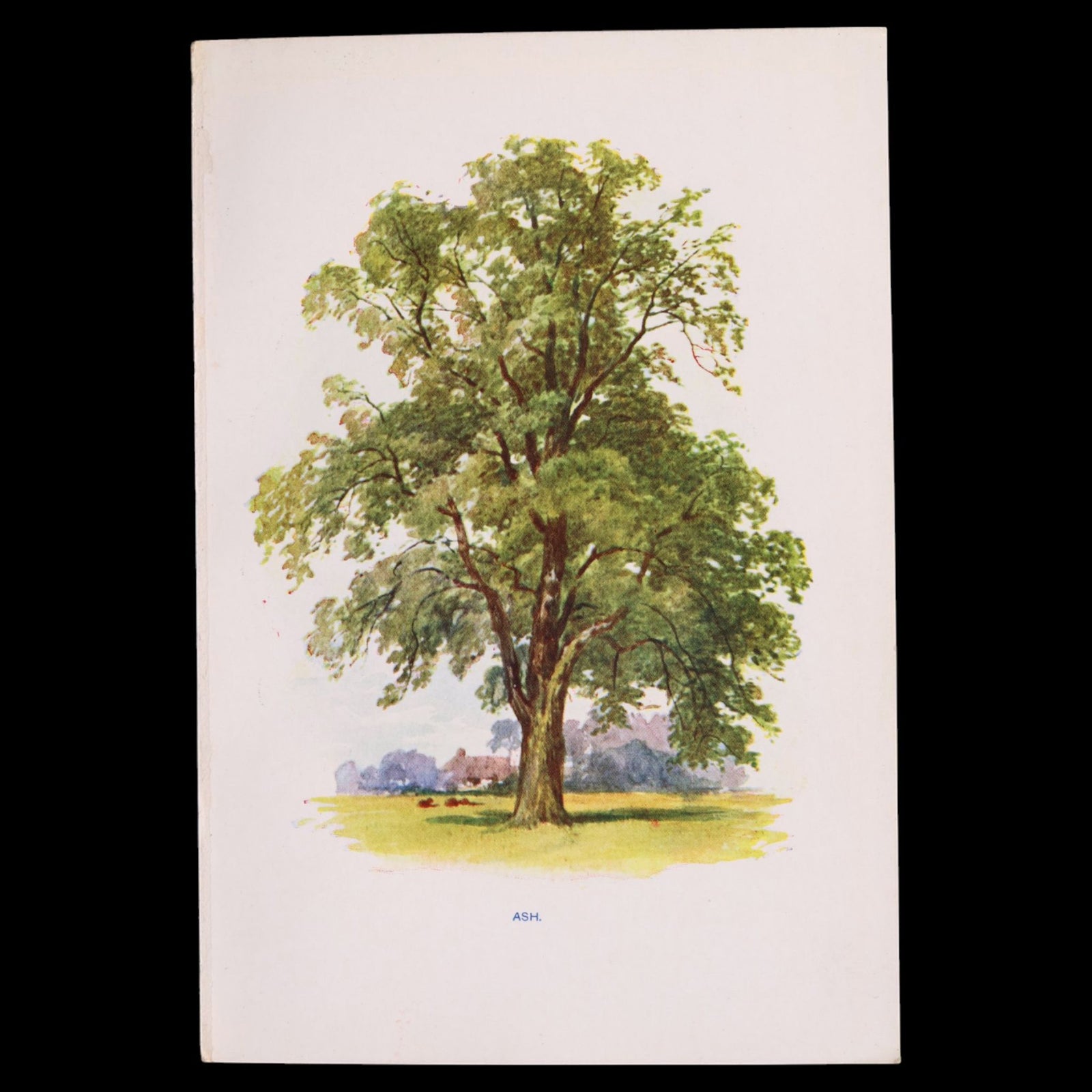 Antique Botanical Print From "Familiar Trees" - 1907 - London