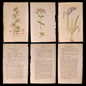 Antique Botany Print, From "English Botany" by James Sowerby - c. 1790 to 1814 - London, England