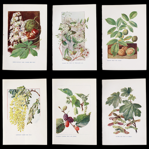 Antique Botanical Print From "Familiar Trees" - 1907 - London