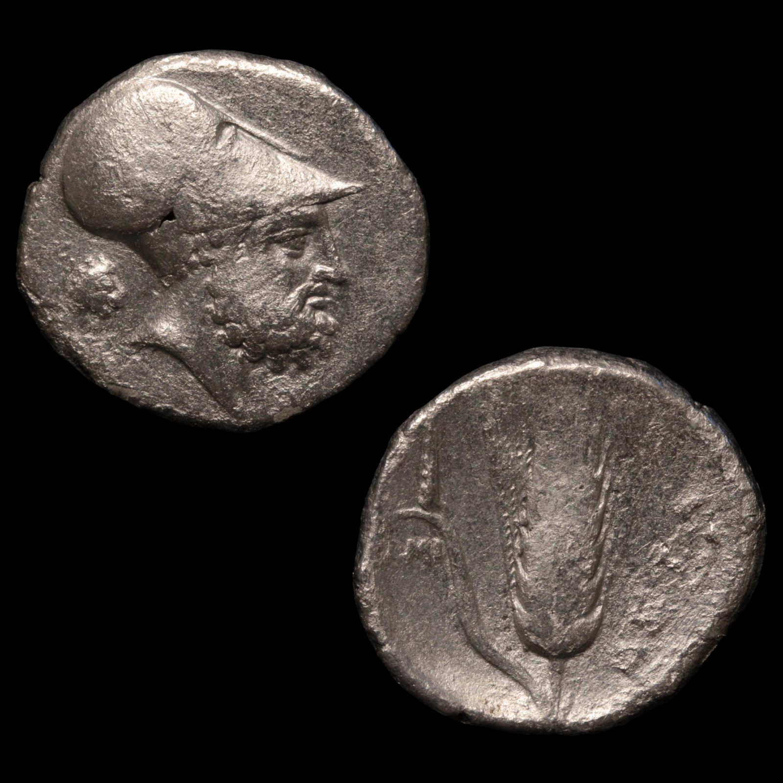 Metapontum, Greek Didrachm, Leukippos & Barley - c. 340 to 330 BCE - Magna Graecia, Italy