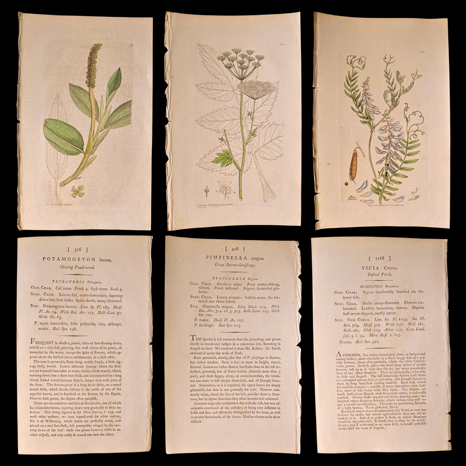 Antique Botany Print, From "English Botany" by James Sowerby - c. 1790 to 1814 - London, England