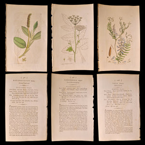 Antique Botany Print, From "English Botany" by James Sowerby - c. 1790 to 1814 - London, England