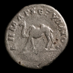 Roman Arabia, Emperor Trajan, AR Denarius, Camel Reverse - 114 to 116 CE - Roman Provinces