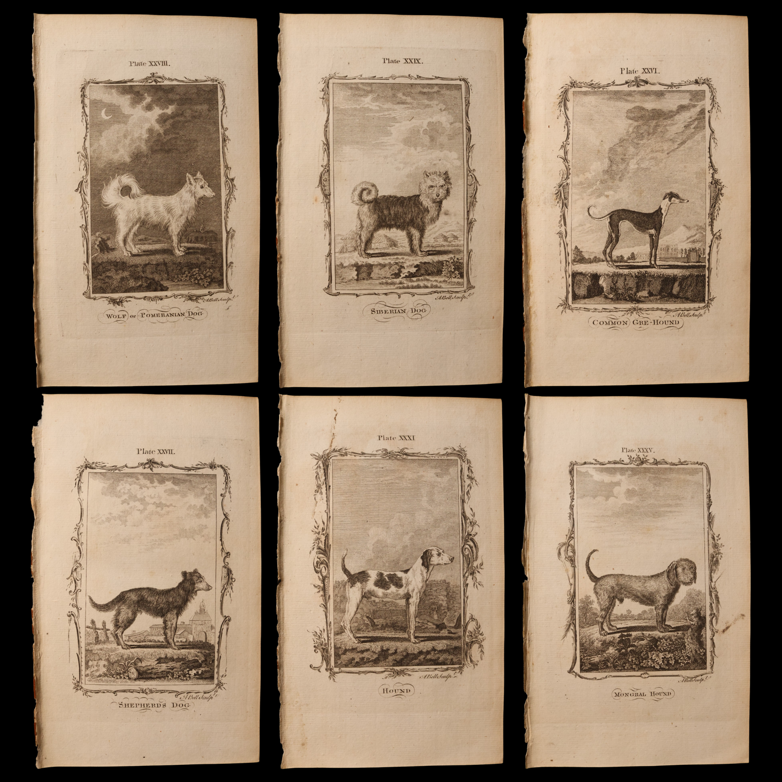 Antique Dog Print, From "Natural History, General and Particular" - 1785 - London