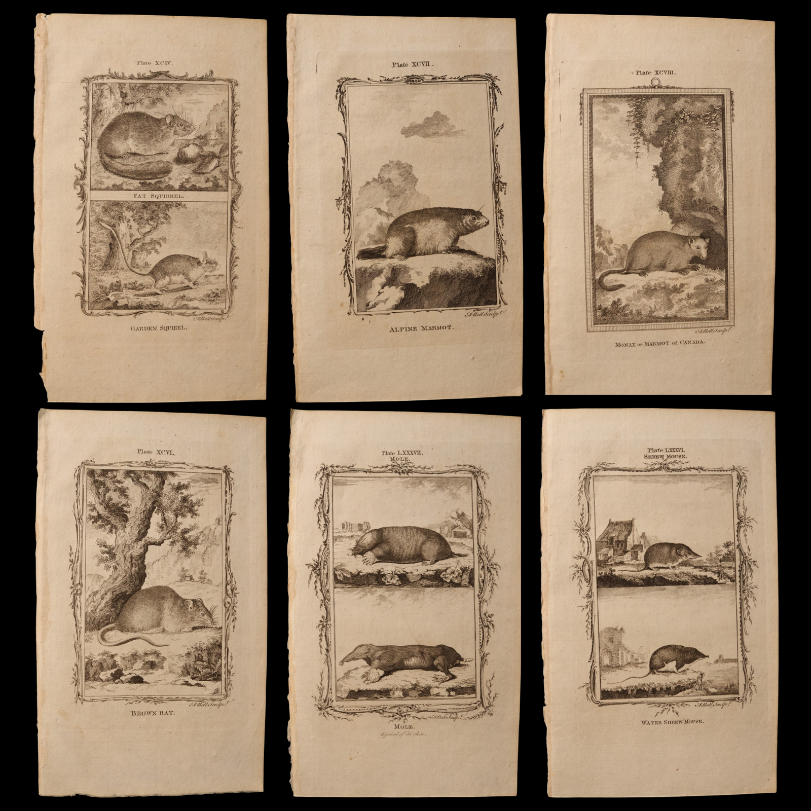 Antique Rodent Print, From "Natural History, General and Particular" - 1785 - London