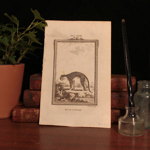 Antique Animal Print, From "Natural History, General and Particular" - 1785 - London