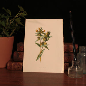 Antique Botanical Print From "Familiar Wild Flowers" - 1878 to 1884 - London