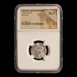 Magna Graecia, Lucania, Metapontum, Silver Stater (Choice Fine) - c. 340 to 330 BCE - NGC Certified