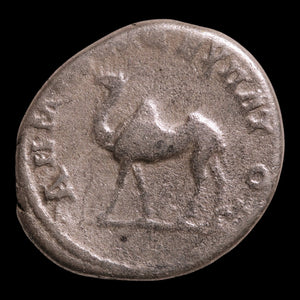 Roman Arabia, Emperor Trajan, AE Unit, Camel Reverse - 114 to 116 CE - Roman Provinces
