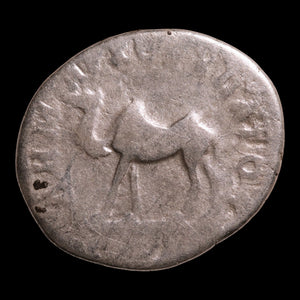 Roman Arabia, Emperor Trajan, AE Unit, Camel Reverse - 114 to 116 CE - Roman Provinces