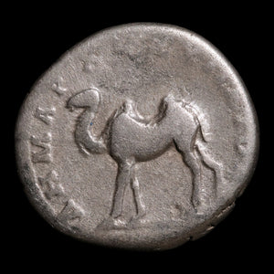 Roman Arabia, Emperor Trajan, AR Denarius, Camel Reverse - 114 to 116 CE - Roman Provinces