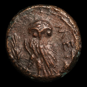 Lucania, City of Metapontum, Bronze Unit, Athena & Owl - 250 to 200 BCE - Magna Graecia (Greek Italy)