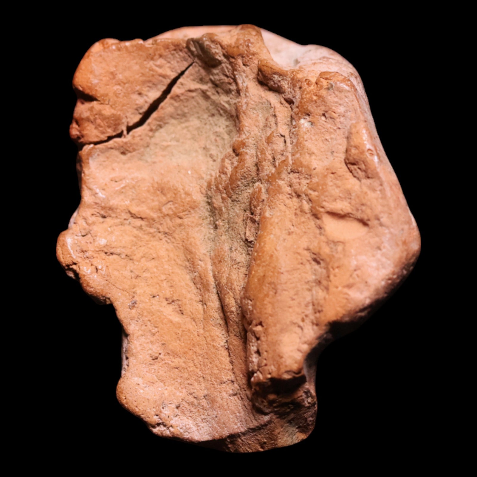 Roman Terracotta Pottery Piece (Head) - c. 1 to 300 CE - Roman Empire