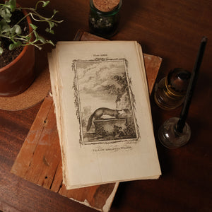 Antique Rodent Print, From "Natural History, General and Particular" - 1785 - London