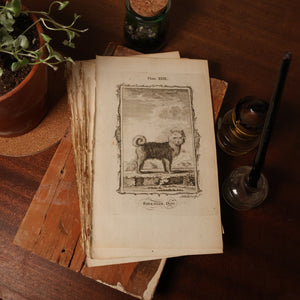 Antique Dog Print, From "Natural History, General and Particular" - 1785 - London