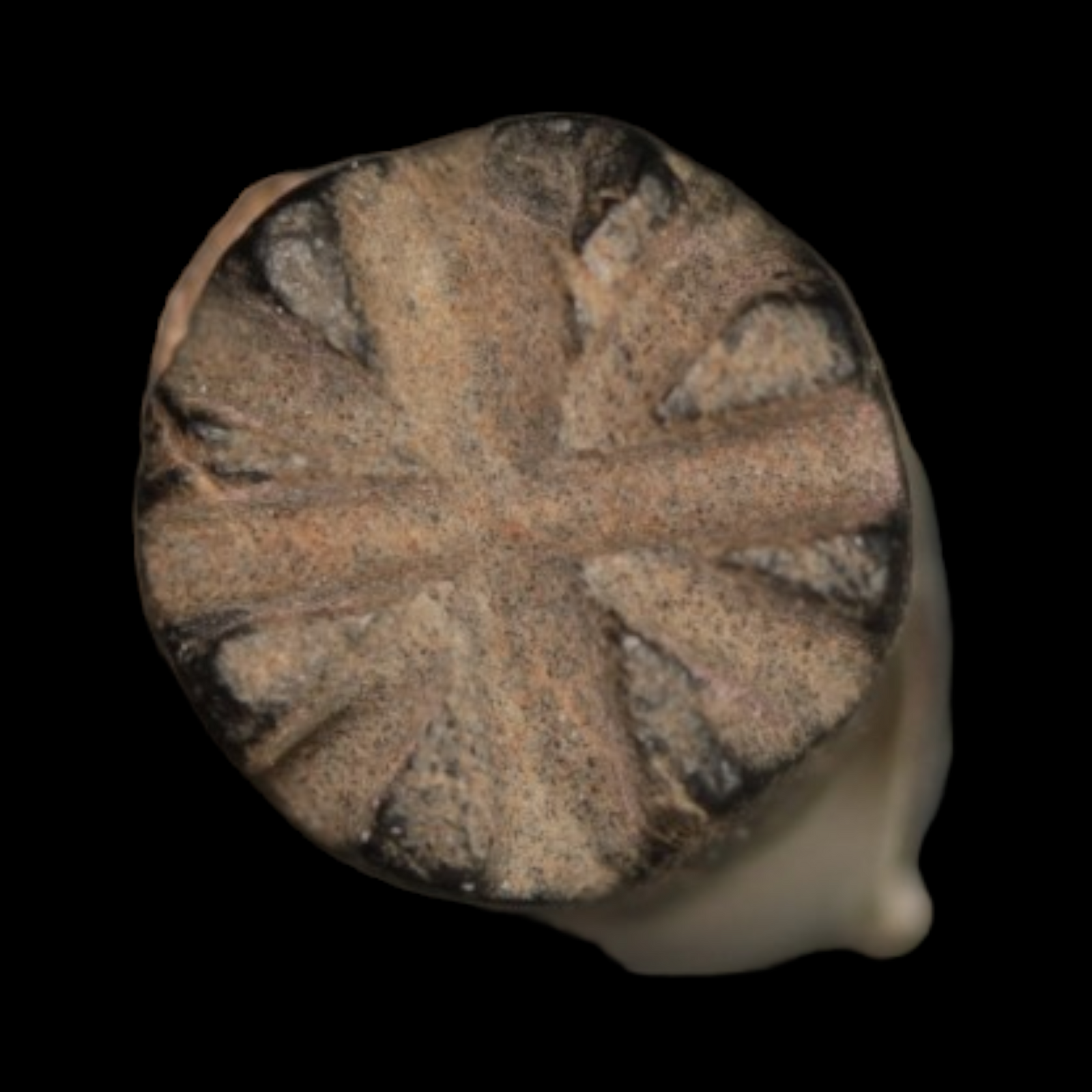 Mesopotamian Stone Seal Stamp, 25mm - c. 5000 – 4000 BCE - Western Mesopotamia - 10/4/23 Auction