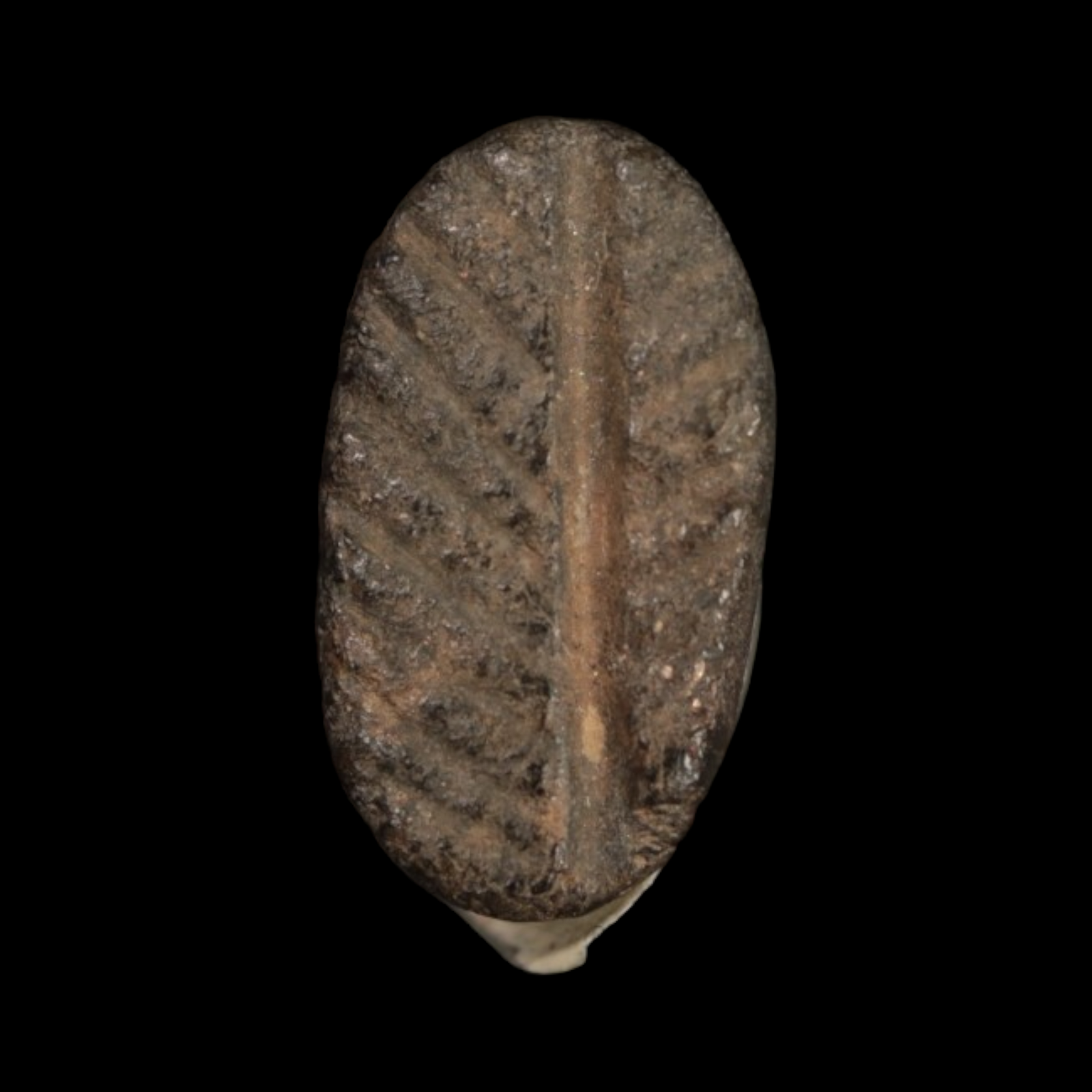 Mesopotamian Stone Seal Stamp, 14mm - c. 5000 – 4000 BCE - Western Mesopotamia - 10/4/23 Auction