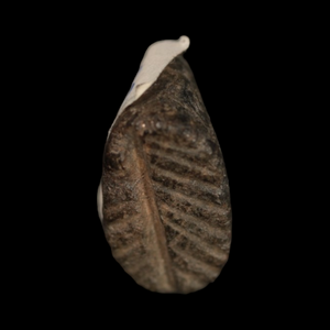 Mesopotamian Stone Seal Stamp, 14mm - c. 5000 – 4000 BCE - Western Mesopotamia - 10/4/23 Auction