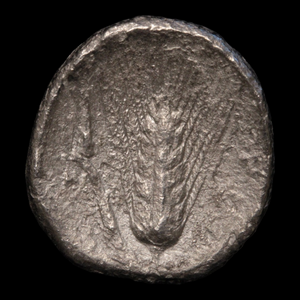 Metapontum, Greek Didrachm, Leukippos & Barley - c. 340 to 330 BCE - Magna Graecia, Italy