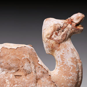 Tang Dynasty, Mingqi Pottery Figurine of a Camel